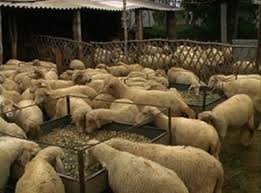 مکان مناسب پرورش گوسفند