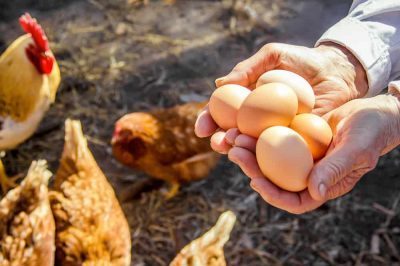 برترین نژادهای مرغ تخمگذار
