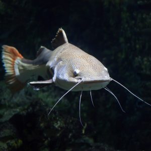 پرورش گربه ماهی