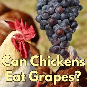 تغذیه طیور از انگور