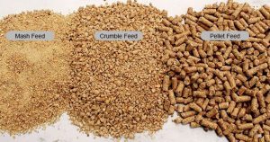 مواد غذایی مناسب جوجه